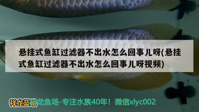 悬挂式鱼缸过滤器不出水怎么回事儿呀(悬挂式鱼缸过滤器不出水怎么回事儿呀视频)