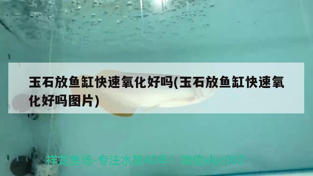 玉石放鱼缸快速氧化好吗(玉石放鱼缸快速氧化好吗图片) 大嘴鲸鱼