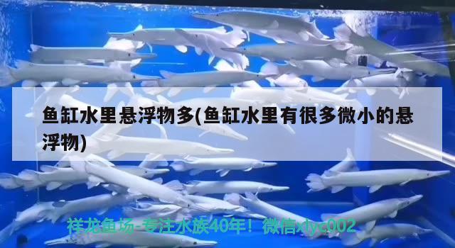 鱼缸水里悬浮物多(鱼缸水里有很多微小的悬浮物)