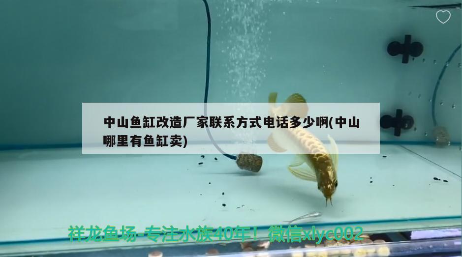 中山鱼缸改造厂家联系方式电话多少啊(中山哪里有鱼缸卖) 帝王迷宫鱼