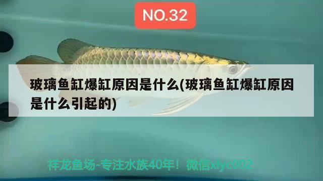 玻璃鱼缸爆缸原因是什么(玻璃鱼缸爆缸原因是什么引起的) 罗汉鱼批发