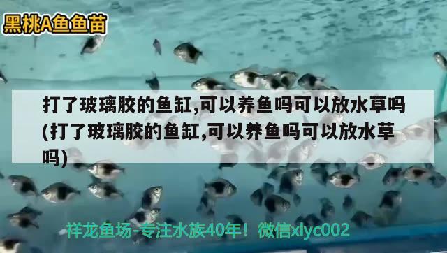 打了玻璃胶的鱼缸,可以养鱼吗可以放水草吗(打了玻璃胶的鱼缸,可以养鱼吗可以放水草吗)