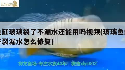 鱼缸玻璃裂了不漏水还能用吗视频(玻璃鱼缸开裂漏水怎么修复)