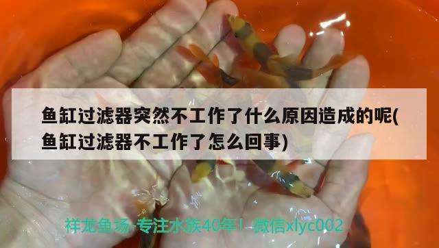 鱼缸过滤器突然不工作了什么原因造成的呢(鱼缸过滤器不工作了怎么回事)