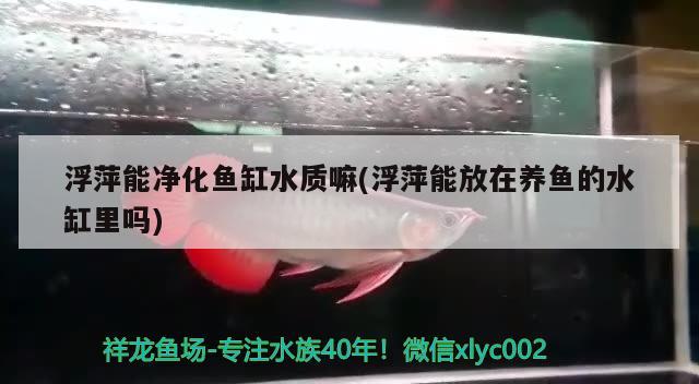 浮萍能净化鱼缸水质嘛(浮萍能放在养鱼的水缸里吗) 新加坡号半红龙鱼（练手级红龙鱼）