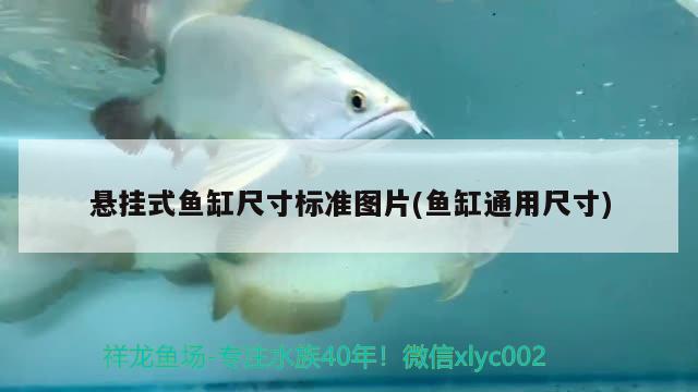 悬挂式鱼缸尺寸标准图片(鱼缸通用尺寸) 皇冠黑白魟鱼