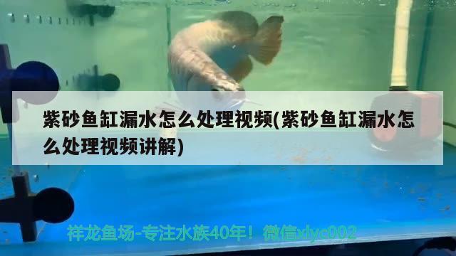 紫砂鱼缸漏水怎么处理视频(紫砂鱼缸漏水怎么处理视频讲解) 泰庞海莲鱼
