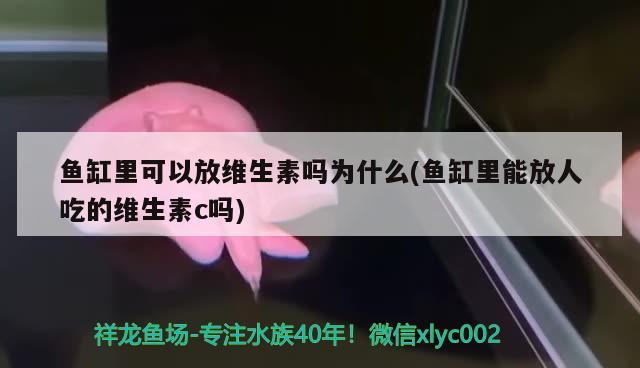 鱼缸里可以放维生素吗为什么(鱼缸里能放人吃的维生素c吗) 广州水族批发市场