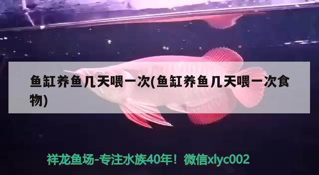 鱼缸养鱼几天喂一次(鱼缸养鱼几天喂一次食物) 祥龙鱼场品牌产品