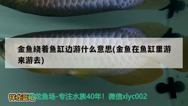 金鱼绕着鱼缸边游什么意思(金鱼在鱼缸里游来游去) 暹罗巨鲤