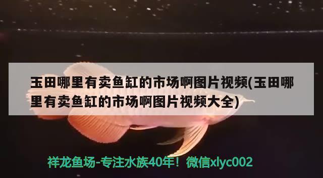 玉田哪里有卖鱼缸的市场啊图片视频(玉田哪里有卖鱼缸的市场啊图片视频大全) 印尼小红龙 第1张