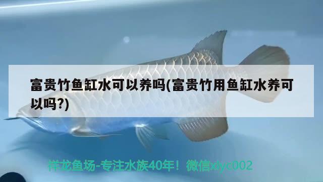 富贵竹鱼缸水可以养吗(富贵竹用鱼缸水养可以吗?) 红勾银版鱼 第2张