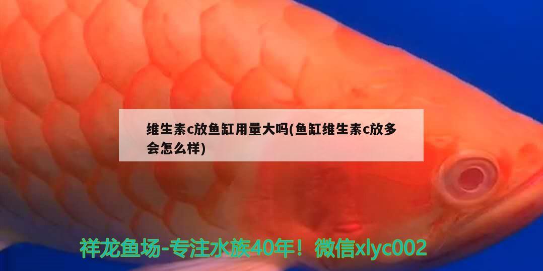 维生素c放鱼缸用量大吗(鱼缸维生素c放多会怎么样) 大湖红龙鱼