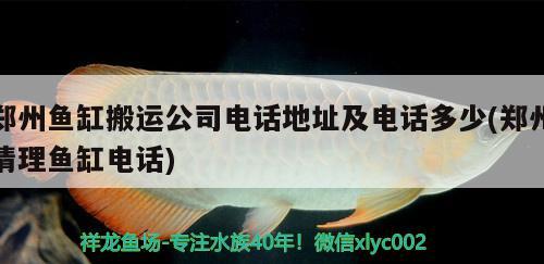 郑州鱼缸搬运公司电话地址及电话多少(郑州清理鱼缸电话)