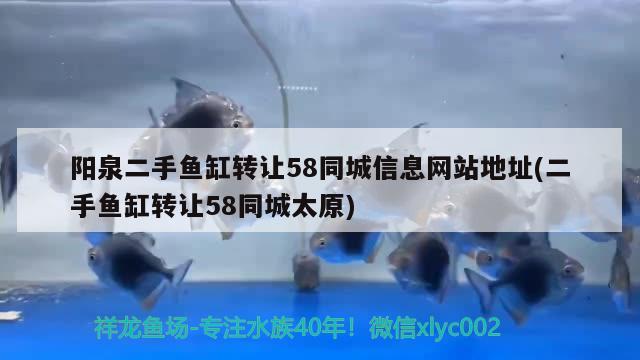 阳泉二手鱼缸转让58同城信息网站地址(二手鱼缸转让58同城太原) 金老虎鱼