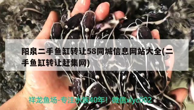 阳泉二手鱼缸转让58同城信息网站大全(二手鱼缸转让赶集网)