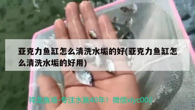 亚克力鱼缸怎么清洗水垢的好(亚克力鱼缸怎么清洗水垢的好用) 观赏鱼批发