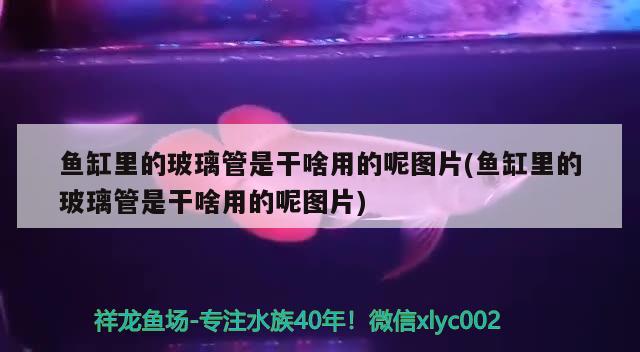 鱼缸里的玻璃管是干啥用的呢图片(鱼缸里的玻璃管是干啥用的呢图片) 龙凤鲤鱼