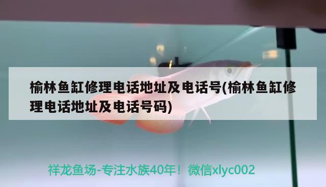 榆林鱼缸修理电话地址及电话号(榆林鱼缸修理电话地址及电话号码) 黑金魟鱼