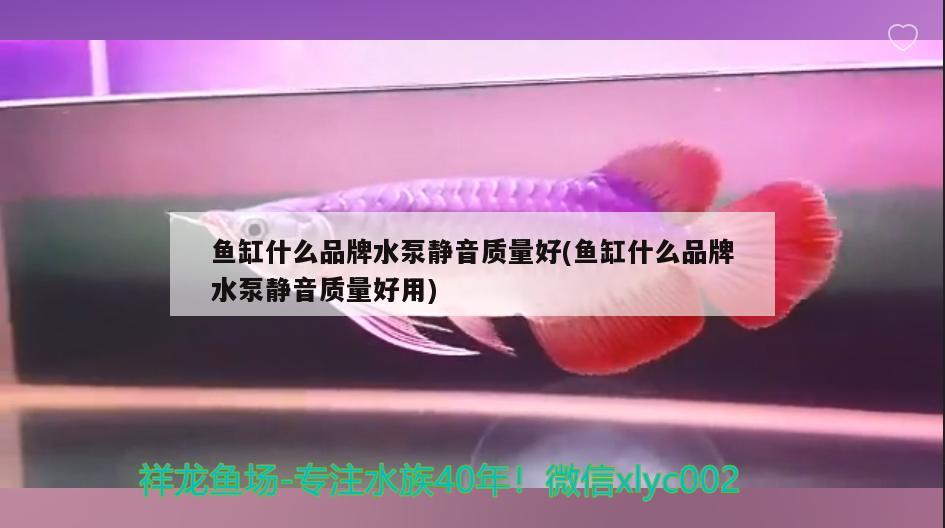 鱼缸什么品牌水泵静音质量好(鱼缸什么品牌水泵静音质量好用) 月光鸭嘴鱼苗