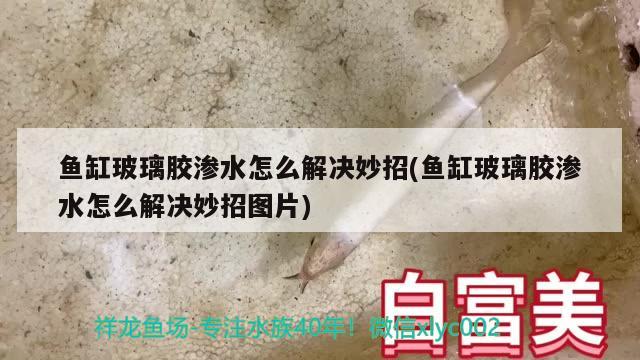 鱼缸玻璃胶渗水怎么解决妙招(鱼缸玻璃胶渗水怎么解决妙招图片)