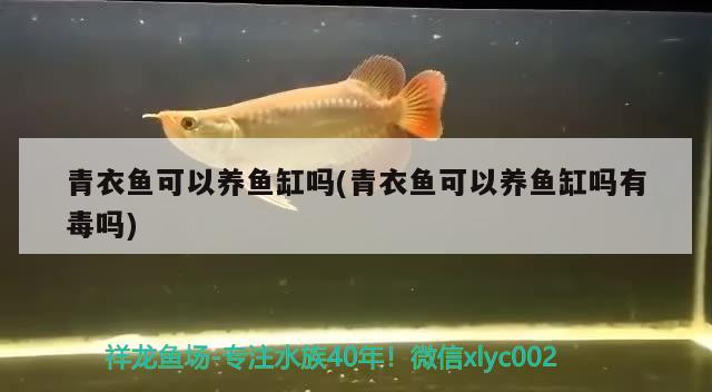 青衣鱼可以养鱼缸吗(青衣鱼可以养鱼缸吗有毒吗) 黑影道人鱼