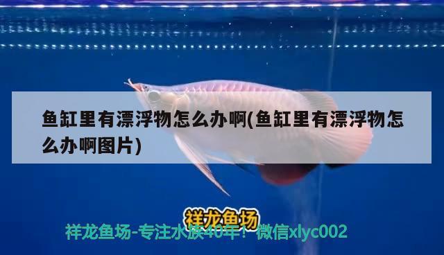 鱼缸里有漂浮物怎么办啊(鱼缸里有漂浮物怎么办啊图片)