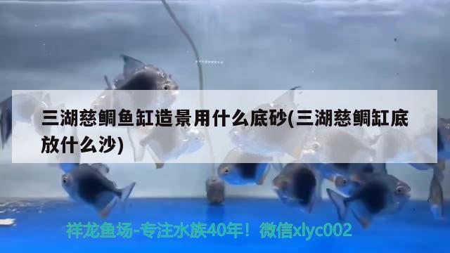 三湖慈鲷鱼缸造景用什么底砂(三湖慈鲷缸底放什么沙) 观赏鱼批发