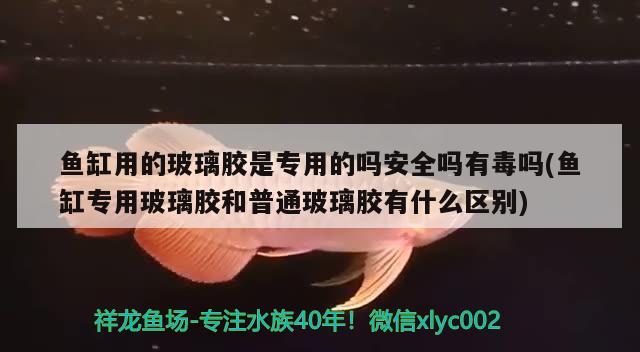 鱼缸用的玻璃胶是专用的吗安全吗有毒吗(鱼缸专用玻璃胶和普通玻璃胶有什么区别)