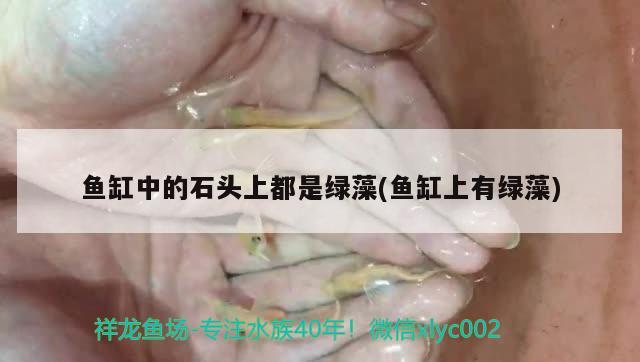 鱼缸中的石头上都是绿藻(鱼缸上有绿藻) 孵化器