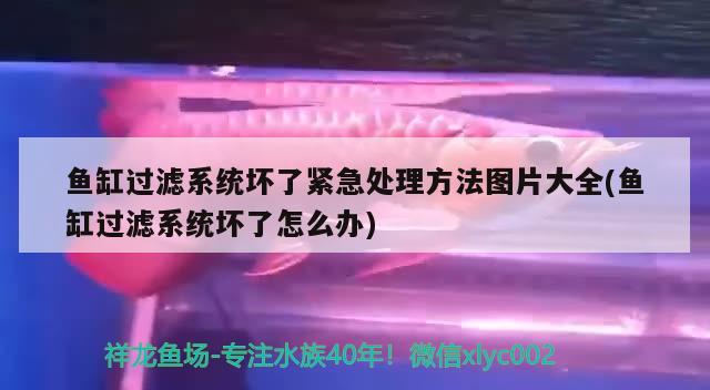 鱼缸过滤系统坏了紧急处理方法图片大全(鱼缸过滤系统坏了怎么办)