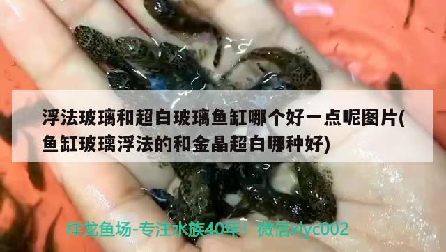 浮法玻璃和超白玻璃鱼缸哪个好一点呢图片(鱼缸玻璃浮法的和金晶超白哪种好)