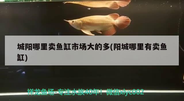 城阳哪里卖鱼缸市场大的多(阳城哪里有卖鱼缸) 水族世界