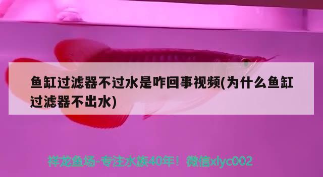 鱼缸过滤器不过水是咋回事视频(为什么鱼缸过滤器不出水) 祥龙鱼场