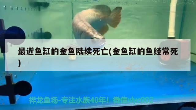 最近鱼缸的金鱼陆续死亡(金鱼缸的鱼经常死) 皇冠黑白魟鱼