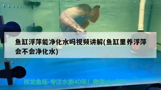 鱼缸浮萍能净化水吗视频讲解(鱼缸里养浮萍会不会净化水) 超血红龙鱼