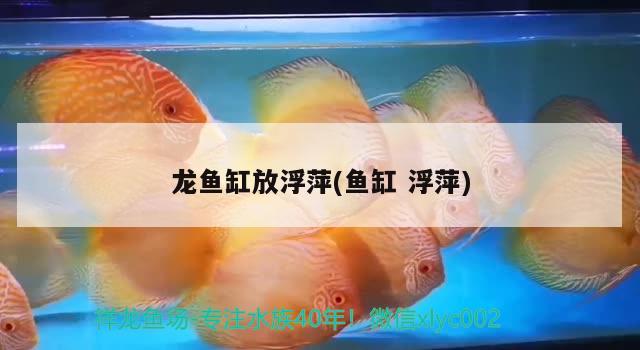 龙鱼缸放浮萍(鱼缸浮萍) 金老虎鱼