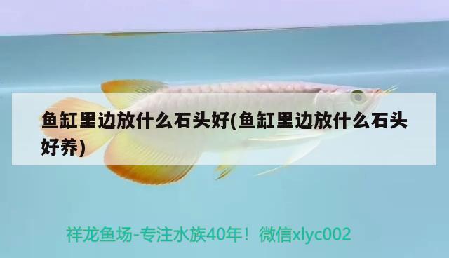 鱼缸里边放什么石头好(鱼缸里边放什么石头好养) 祥龙水族滤材/器材 第2张