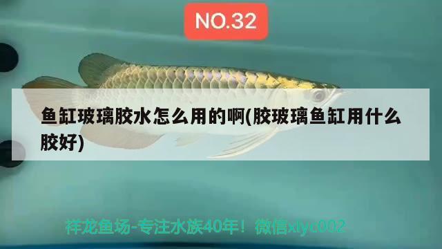 鱼缸玻璃胶水怎么用的啊(胶玻璃鱼缸用什么胶好) 其它水族用具设备