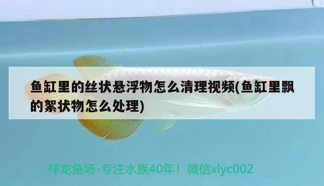 鱼缸里的丝状悬浮物怎么清理视频(鱼缸里飘的絮状物怎么处理) 广州观赏鱼鱼苗批发市场