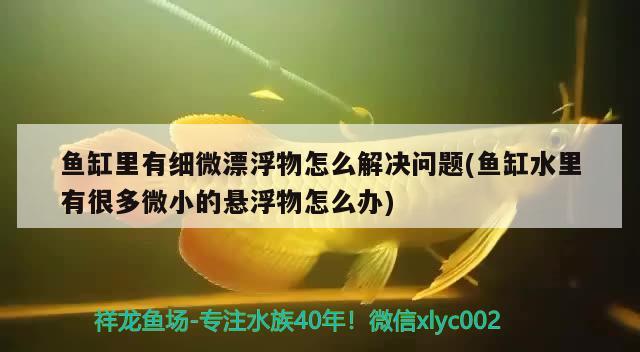 鱼缸里有细微漂浮物怎么解决问题(鱼缸水里有很多微小的悬浮物怎么办) 金龙鱼粮