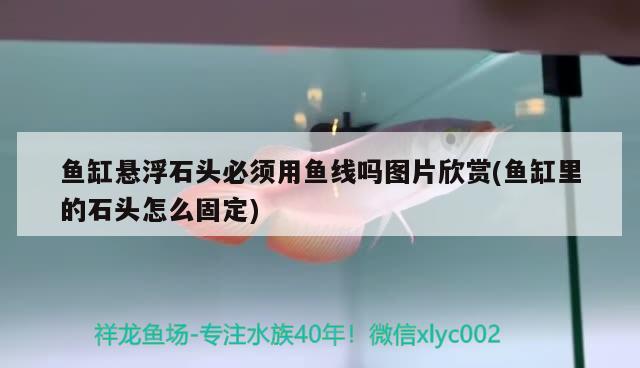 鱼缸悬浮石头必须用鱼线吗图片欣赏(鱼缸里的石头怎么固定) 垂钓乐园