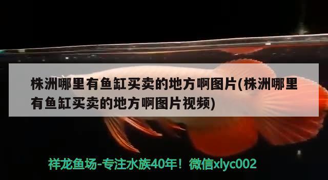 株洲哪里有鱼缸买卖的地方啊图片(株洲哪里有鱼缸买卖的地方啊图片视频) 泰庞海鲢鱼