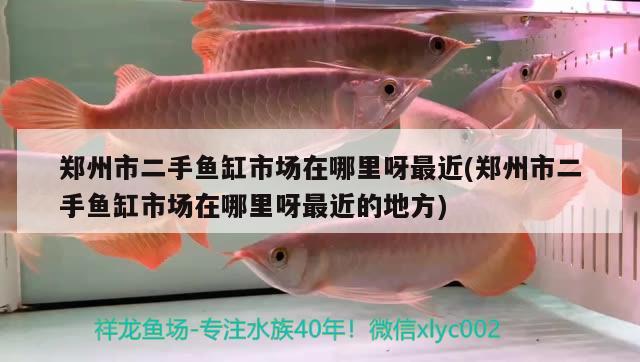 郑州市二手鱼缸市场在哪里呀最近(郑州市二手鱼缸市场在哪里呀最近的地方) 过背金龙鱼