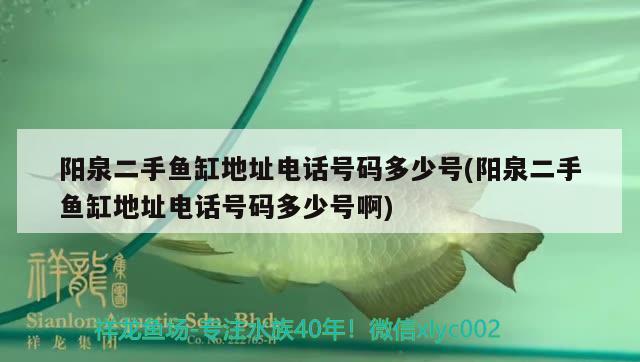 阳泉二手鱼缸地址电话号码多少号(阳泉二手鱼缸地址电话号码多少号啊) 白子银龙鱼苗