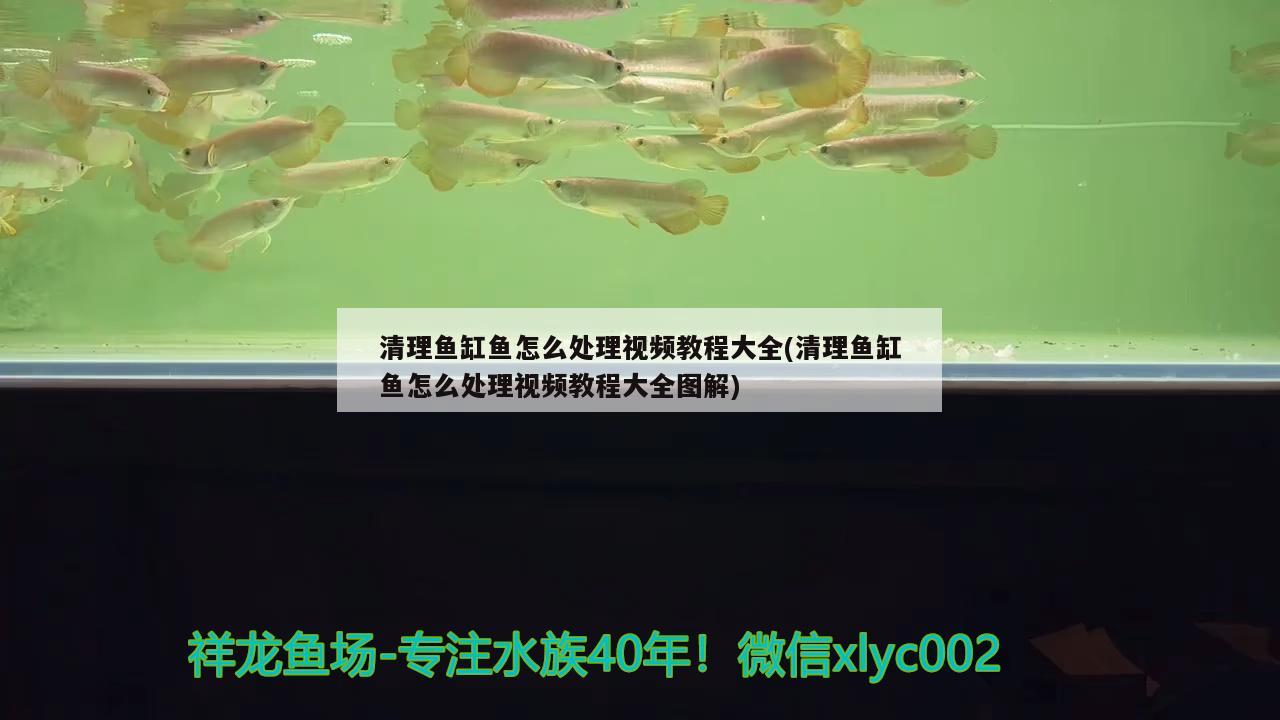 清理鱼缸鱼怎么处理视频教程大全(清理鱼缸鱼怎么处理视频教程大全图解) 黄金鸭嘴鱼