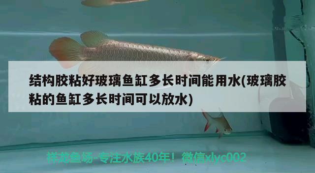 结构胶粘好玻璃鱼缸多长时间能用水(玻璃胶粘的鱼缸多长时间可以放水)