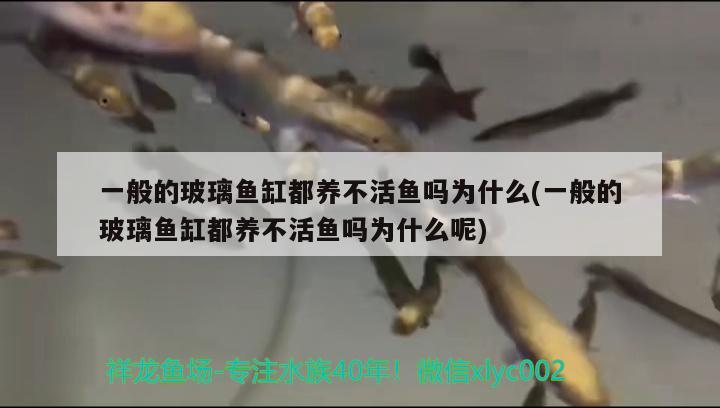 一般的玻璃鱼缸都养不活鱼吗为什么(一般的玻璃鱼缸都养不活鱼吗为什么呢) 白子黄化银龙鱼