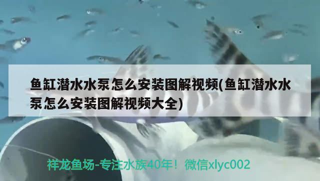 鱼缸潜水水泵怎么安装图解视频(鱼缸潜水水泵怎么安装图解视频大全)