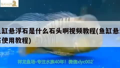 鱼缸悬浮石是什么石头啊视频教程(鱼缸悬浮石使用教程) 七彩神仙鱼